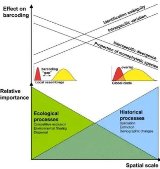Figure 2. Schematic representation of the relative importance of processes as spatial (and temporal) scale increases and the  effect on DNA barcoding criterion (adapted from Bergsten et al., 2012)