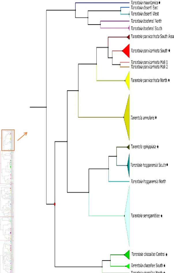 Figure 8. First zoom of the Bayesian COI tree for all reptiles. Clade comprises all species from the genus Tarentola