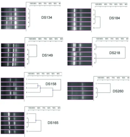 Figure 2 - Fingerprint patterns generated using IS PCR amplification of the genomic DNA of V