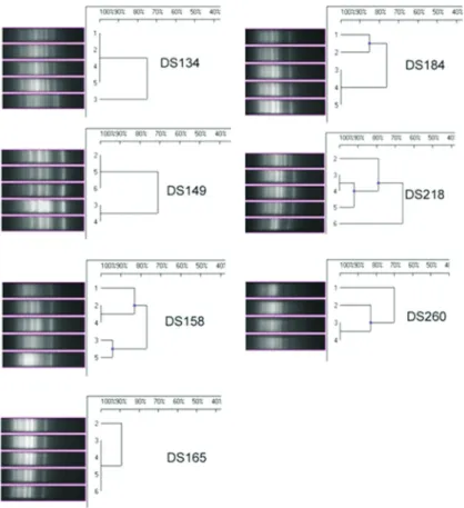 Figure 3 - Fingerprint patterns generated using GTG (5) PCR amplification of the genomic DNA of V
