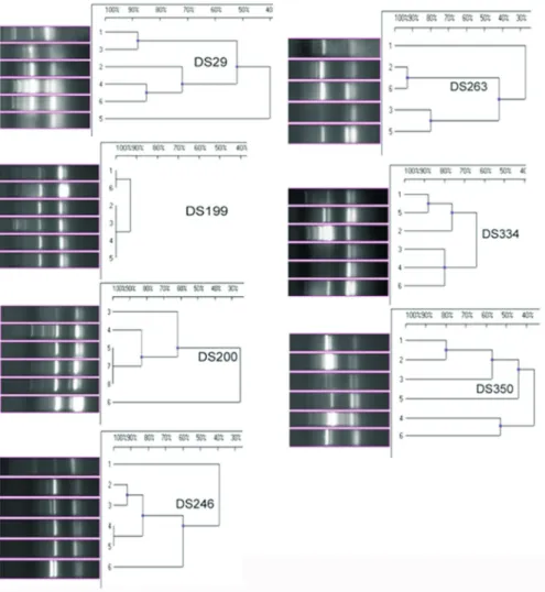 Figure 4 - Fingerprint patterns generated using IS PCR amplification of the genomic DNA of V