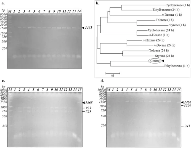 Figure 3 - Detection of 16S rRNA gene (panels a, c, d) and phylogenetic tree based on 16S rRNA gene sequences (panel b) of R