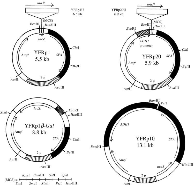 Figure 1 - Plasmids constructed for this study. Dark regions mark resistance genes, cross-hatched regions indicate  ADH1 or HNM1  promoter sequences, respectively