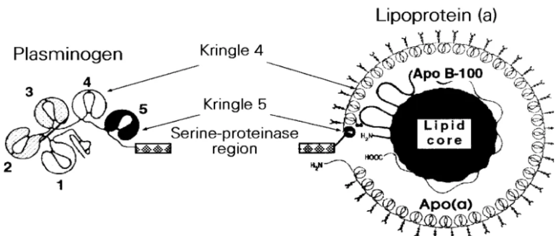 Figure 1 - Structural homologies between apolipoprotein(a) and plasminogen. Lp(a) shares its  li-pid composition and  apolipopro-tein B-100 with low density  lipo-proteins (LDL)