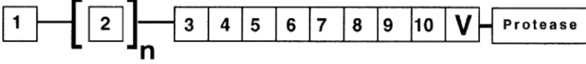 Figure 2 - Representation of the cDNA sequence of human apolipoprotein(a). The apo(a) gene contains a hypervariable region encoding a variable number (n = 1 to ~40) of kringles 4 type 2 that determines the existence of several apo(a) isoforms