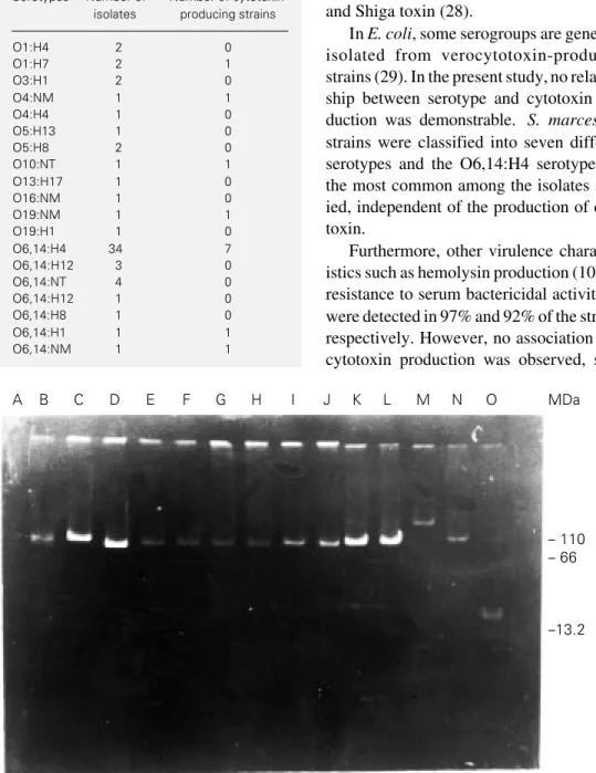 Table 2 - Serotypes and cytotoxin production of the  Serratia marcescens strains studied.