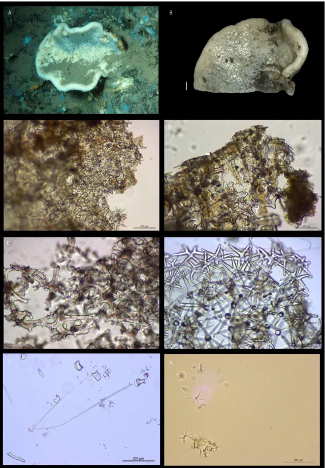 Fig. 3 - Corallistes masoni (Bowerbank, 1869). A, specimen from Madeira in situ; B, specimen collected in Madeira, photo ex 