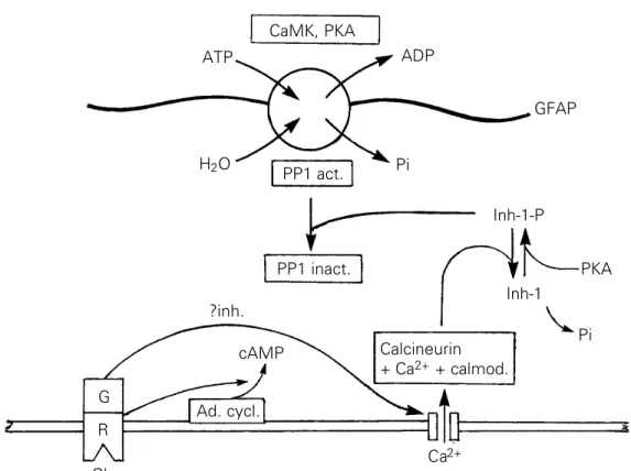 Figure 6 - Hypothetical scheme to explain the Ca 2+ -dependent action of glutamate in regulating the phosphorylation of GFAP in immature hippocampal slices.