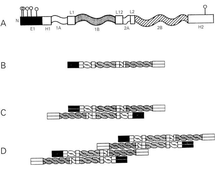 Figure 1 - Schematic illustration of the filamentous structure of GFAP. A, Structure of the monomer