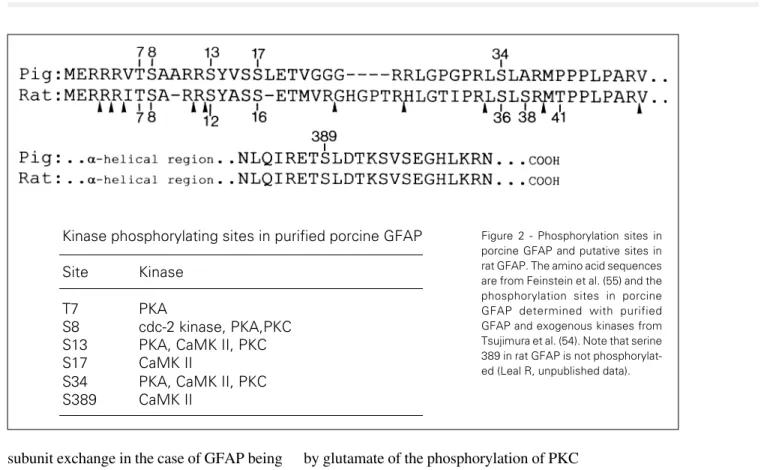 Figure 2 - Phosphorylation sites in porcine GFAP and putative sites in rat GFAP. The amino acid sequences are from Feinstein et al