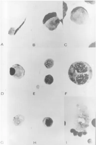 Figure 1 - Photomicrographs of rat testis cells on smears stained with PAS + hematoxylin