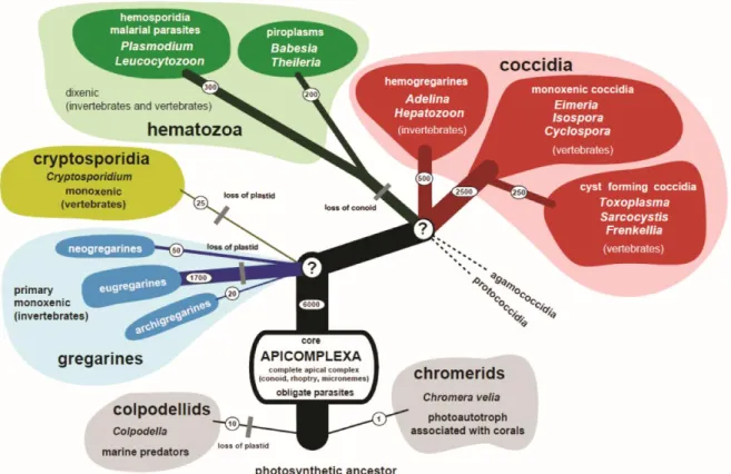 Figure 1-17 Hypothetical tree of the main groups of apicomplexan parasites. 