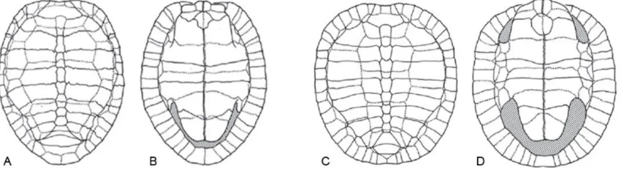 Fig. 11: Ilustração ​ da carapaça das espécies de tartarugas Pleurosternidae do Norte da América