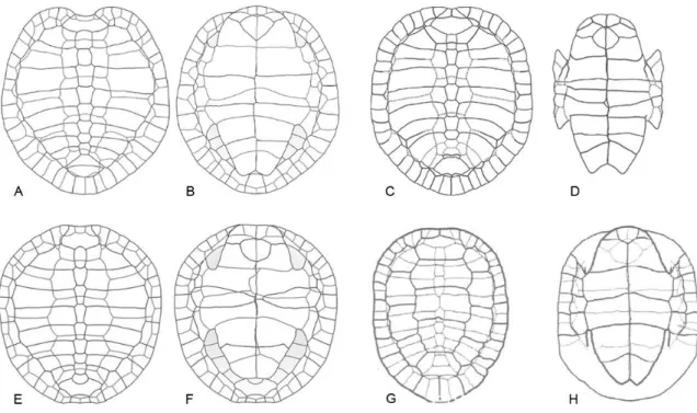 Fig. 12: Ilustração ​ da carapaça das espécies de tartarugas Pleurosternidae da Europa