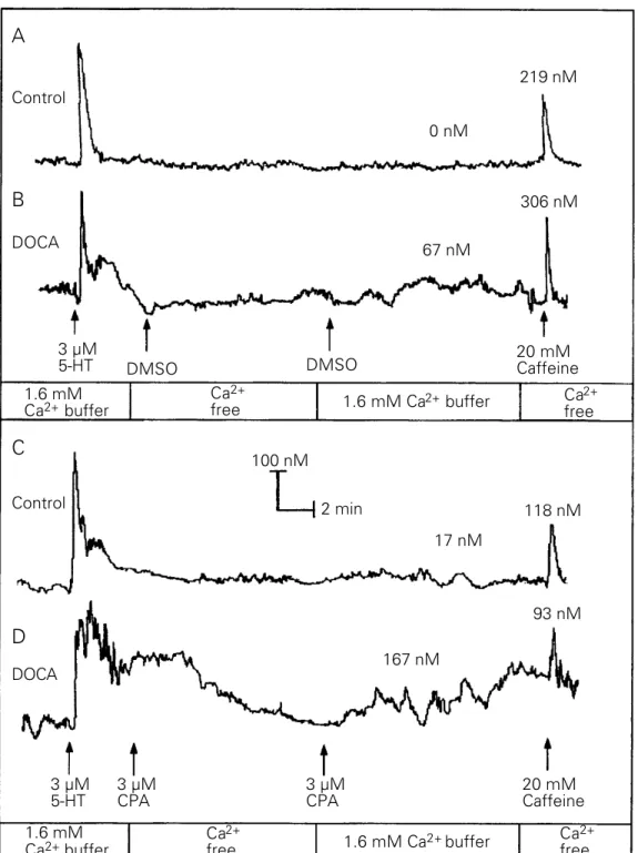 Figure 1 - [Ca 2+ ] i  of rat aortic smooth muscle cells. Aortic myocytes from  DOCA-hyperten-sive and normotenDOCA-hyperten-sive rats were stimulated with 3 µM 5-HT for 1 min and the protocol described in Methods was performed.