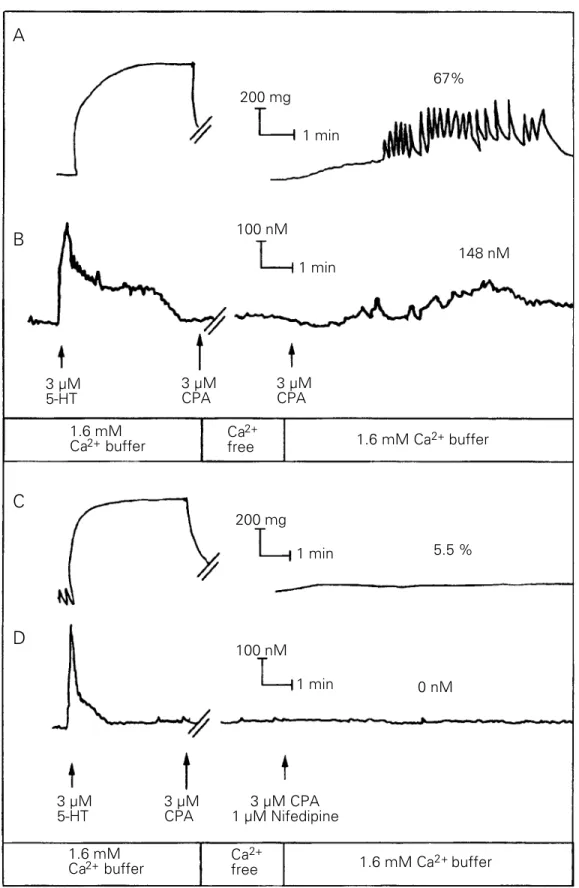 Figure 2 - Effects of nifedipine on CPA-induced contraction and the increase in [Ca 2+ ] i  in DOCA aortic smooth muscle cells