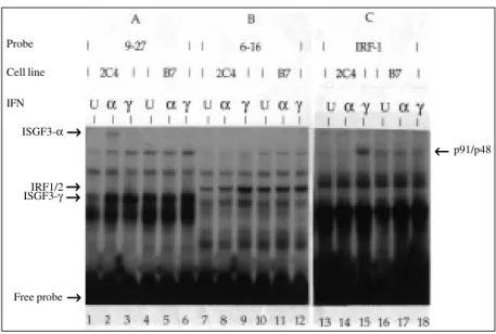 Figure 3 - IFN-activated transcriptional complex formation. EMSA of ISGF3- α , ISGF3- γ , IRF1/