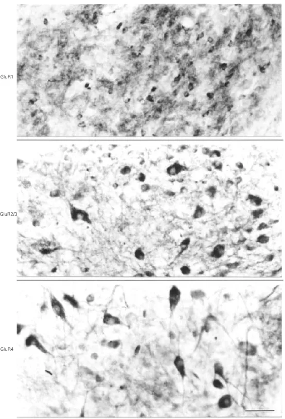 Figure 1 - Photomicrographs of coronal sections of the chick brain at the level of the nucleus of the basal optic root,  pro-cessed for GluR1, GluR2/3, and GluR4 immunoreactivity