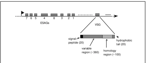 Figure 2 - The T. brucei VSG mol- mol-ecule and a VSG gene  expres-sion site. Studies of several vsg loci indicate that expression sites of bloodstream forms are organized similarly to the  sche-matic representation show n, in w hich shaded boxes represent
