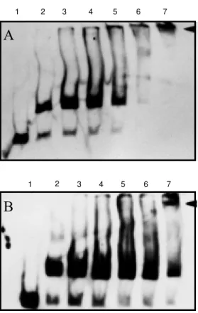 Figure 8 - M obility shift assay of E. coli extracts carrying plasmids pAAbA (A) or pGEXAbA (B) in t he presence of  increasing amount of purified NifA  anti-body