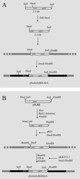 Figure 1 - Cloning strategy for the insertion of nifA, from A.