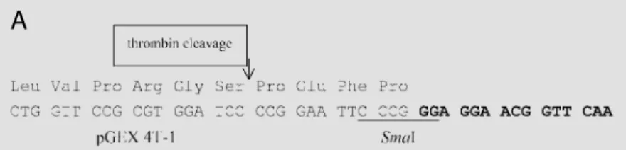 Figure 2 - Cloning strategy for the insertion of nifA from A. brasilense (A) and from K.
