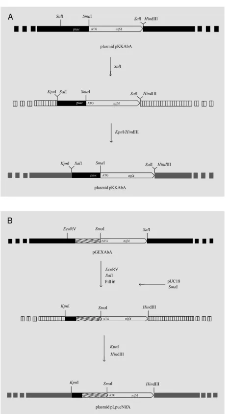 Figure 3 - Strategy for cloning the nifA gene from A. brasilense into cosmid pLAFR3. A show s the steps for cloning the transcriptional tac-nifA fusion construct, and B show s the steps for cloning the translational fusion GST-NifA