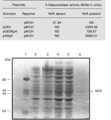 Table 3 - Activation of nifH promoter by K. pneumoniae NifA in an E.