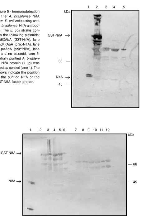 Figure 6 - Immunodetection of the A. brasilense NifA from E. coli cells harboring the pGEXAbA plasmid