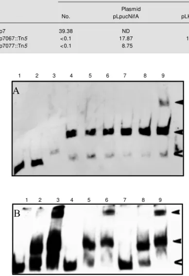 Table 4 - Nitrogenase activity of A. brasilense.