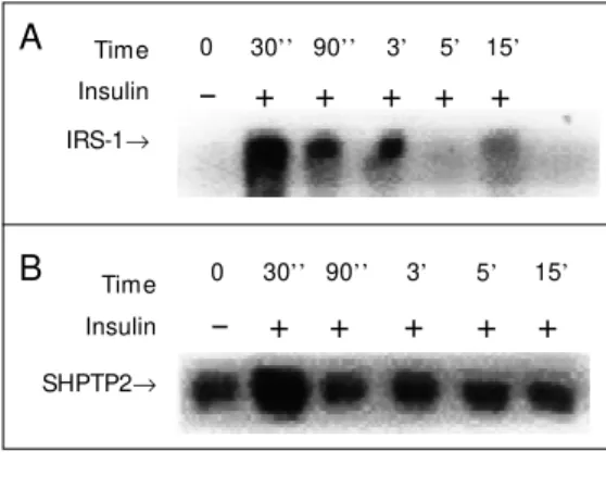 Figure 1 - Time course of insulin-stimulated IRS-1 ty- ty-rosine phosphorylation (panel A) and association w ith SHPTP2 in rat liver (panel B)