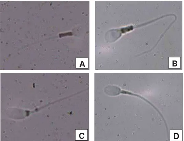 Figura 12. Fotomicrografia de espermatozoides de Alouatta caraya corados com 3,3’- 3,3’-diaminobenzidina (DAB)