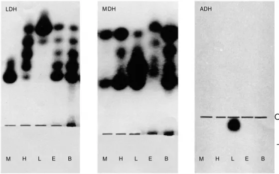 Figure 2 - Distribution of iso- iso-zymes of lactate dehydrogenase (LDH), malate dehydrogenase (M DH), and alcohol  dehydrogen-ase (ADH) in skeletal muscle (M ), heart (H), liver (L), eye (E), and brain (B) of Callophysus  ma-cropterus