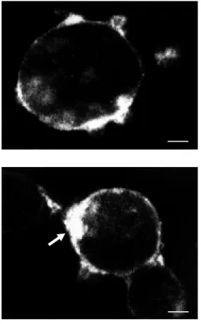 Figure 1 - Binding of fluo-NT to COS-7 cells transfected w ith  c-DNA encoding the low -affinity NT receptor (NT-2)