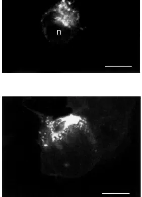 Figure 5 - COS-1 cells trans- trans-fected w ith cDNA encoding the sst2A somatostatin (SRIF)  recep-tor and incubated for 30 min w ith 20 nM  fluo-SRIF at 37 o C