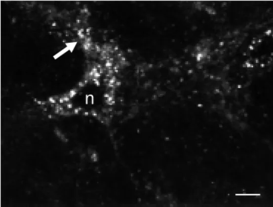 Figure 7 - Fluo-NT-labeled neu- neu-ron in the ventral tegmental area of an adult rat brain