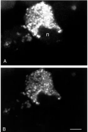 Figure 8 - Double staining of COS-7 cells transfected w ith cDNA encoding the NT-1  recep-tor w ith fluo-NT (A) and acridine orange (B)