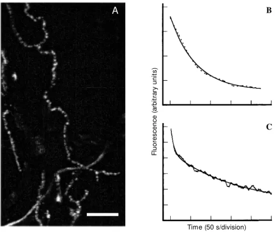 Figure 1 - Staining and destaining of frog motor nerve terminals labeled w ith FM 1-43.
