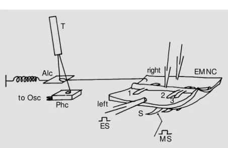 Figure 1) with a small light spot shining on it from a battery-operated (for reducing  60-cycles interference with the records) toy torch (T; Figure 1)