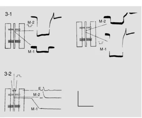 Figure 2-1). The spontaneous electrical dis- dis-charges from the segmental nerves had  ir-regular intervals but maintained an average