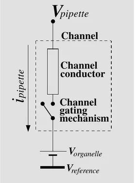 Figure 1 - Equivalent electrical circuit for an organelle ion  chan-nel. The model is drawn for an organelle with a simple  mem-brane (vis à vis a dual memmem-brane like the nuclear envelope)
