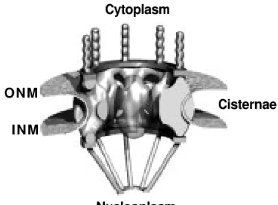 Figure 2 - 3D-Reconstruction model of the nuclear pore  com-plex (NPC) generated from  elec-tron microscopy data