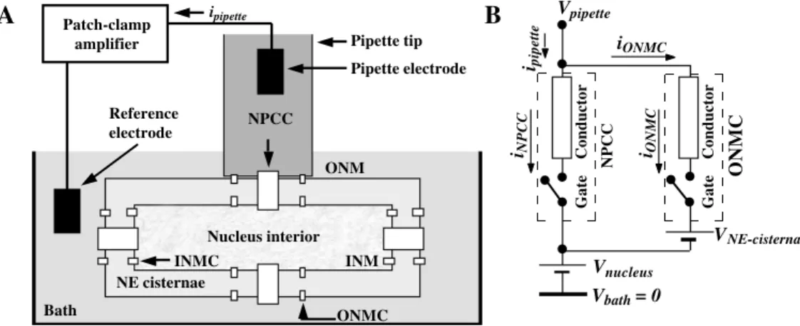 Figure 3 - Equivalent circuit for the ion channels at the nuclear envelope (NE).  A, Schematics of the nucleus- nucleus-attached patch-clamp pipette system