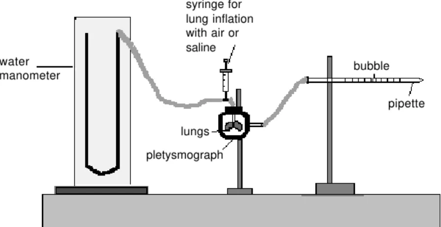 Figure 1 - Schematic representation of the system used to construct the PV curve for the excised rat lungs.