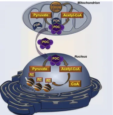 Figure 1.4 – Dynamic translocation of mitochondrial PDC to the nucleus. The PDC plays a central  role  in  cellular  metabolism  by  catalyzing  the  irreversible  conversion  of  pyruvate  into  acetyl-CoA  in  mitochondria