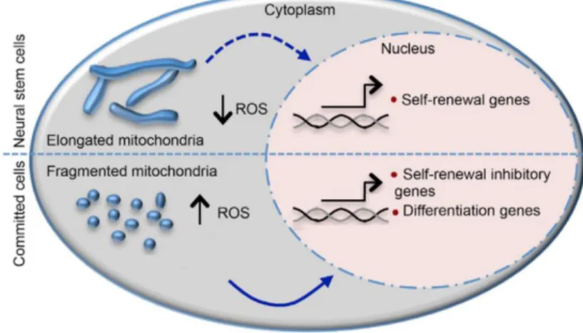 Figure  1.5  -  Schematic  diagram  of  mitochondrial  dynamic  changes  occurring  as  NSCs  differentiate