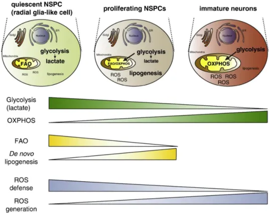 Figure 1.7 - Schematic representation of the major changes in metabolic pathways from qNSPCs  to their neuronal progeny
