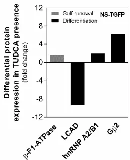 Figure  1.9  –  Representative  results  of  TUDCA  impact  on  the  mitochondrial  proteome  in  self- self-renewing  or  differentiating  NSCs
