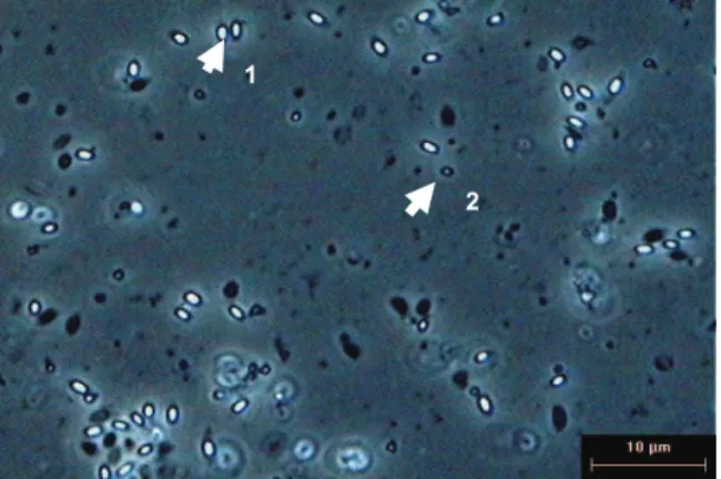 Figure 14. Spores and crystals in corn steep liquor based media as  seen by microscopy *1-Spore 2-Crystal