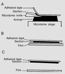 Figure 1 - Diagrams showing the procedures for whole body  ra-dioautography. A, A frozen  ani-mal is fixed on the microtome stage and sectioned  longitudi-nally and adhesive tape is  at-tached to the section